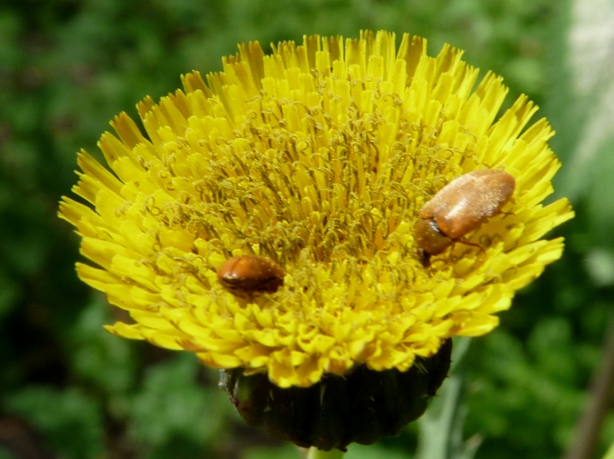 Coleotterini floricoli